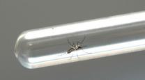 A secretaria municipal de saúde de Japira vem comunicar a toda população que fique em alerta ao mosquito da dengue.