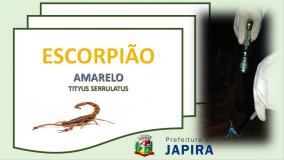 À Prefeitura Municipal de Japira através da Secretaria Municipal de Saúde vem orienta toda população japirenses neste período do verão aumenta possibilidade de ocorrem acidentes com escorpião