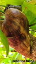À Secretaria Municipal de Saúde de Japira vem orientar população japirense, neste período de chuva em pleno verão começou ter presença de um molusco terrestre, o caramujo- gigante-africano (Achatina fulica).